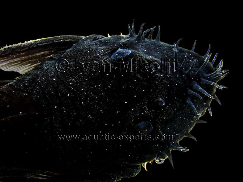 Ancistrus macrophthalmus